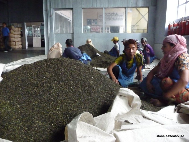 Darjeeling sorting