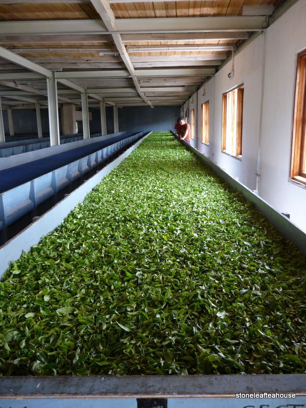 Darjeeling withering