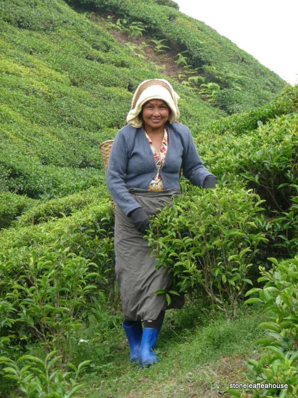 DJ tea plucker