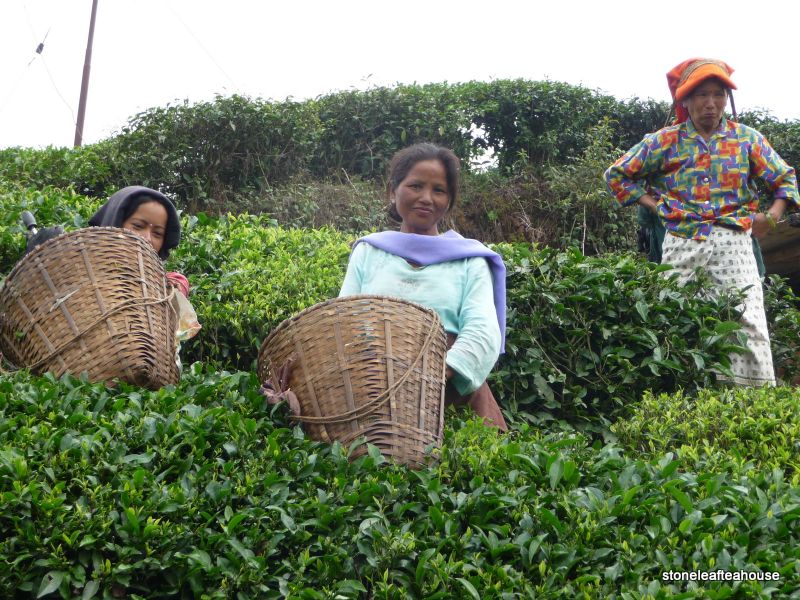 Darjeeling pluckers