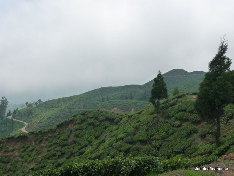 Darjeeling fields
