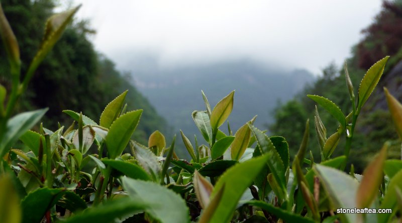 Wuyi Tips