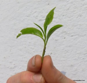 One Bud of Spring Tea