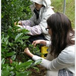 Japan 2012 Travels TeaHarvestLesson