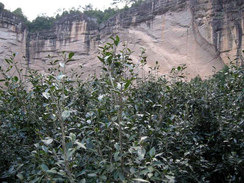 Rou Gui - Image 5