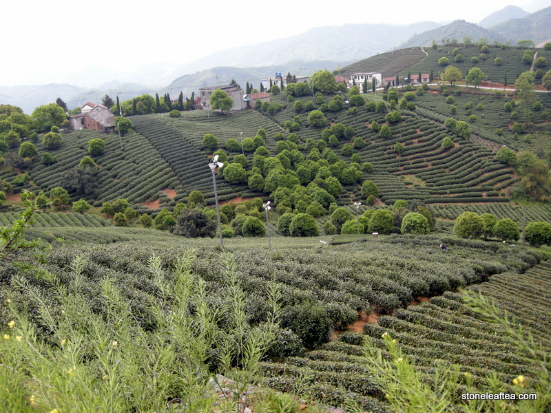Jing Shan Mao Feng - Image 4