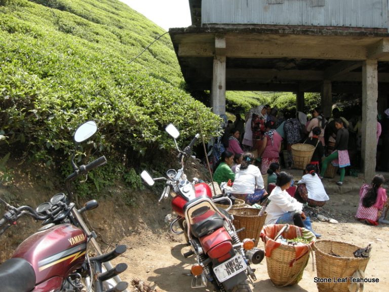 Tea Picker's Lunch Break at the top of the mountain!