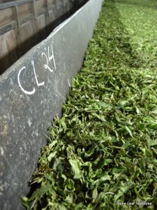 1st step after picking tea: Withering Tea