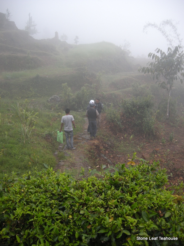 Organic Shiiba Green - Image 3