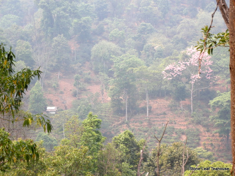 Yunnan Mao Feng - Image 3