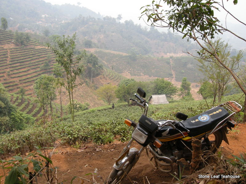 Yunnan Mao Feng - Image 4