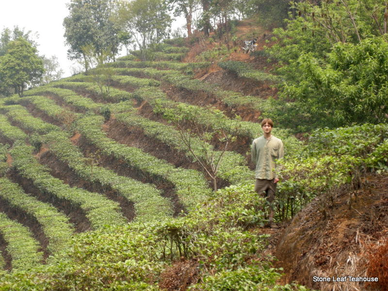 Yunnan Mao Feng - Image 5