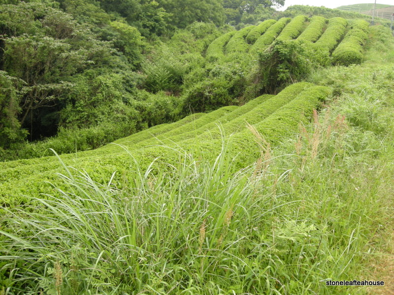 Uji Sencha - Image 2