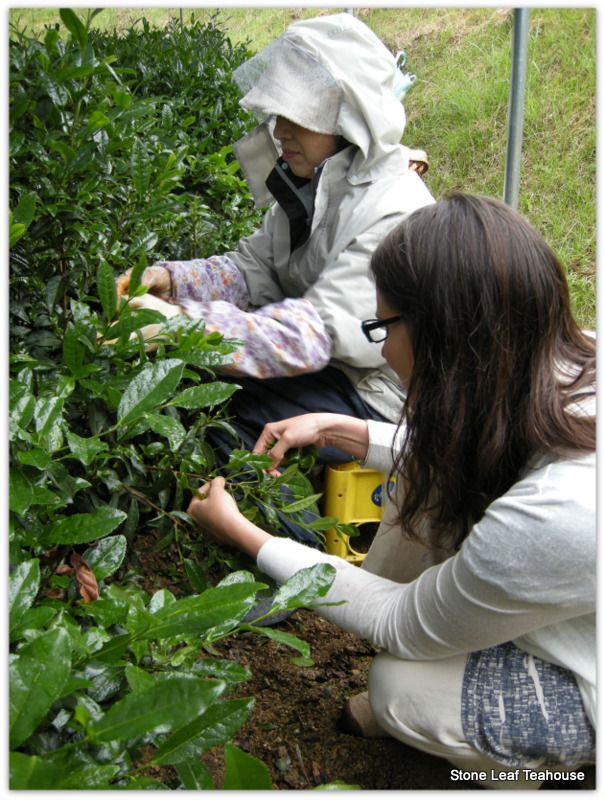 Matcha Isuzu - Image 4