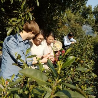 April 14 Spring Workshop: Fresh Green Tea