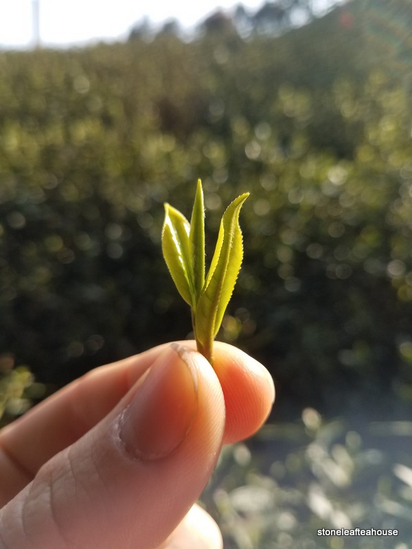 Org Wuyi Spring Green - Image 8