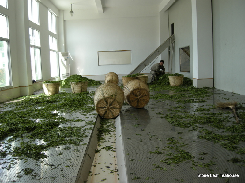 Fuding Bai Mu Dan - Image 3