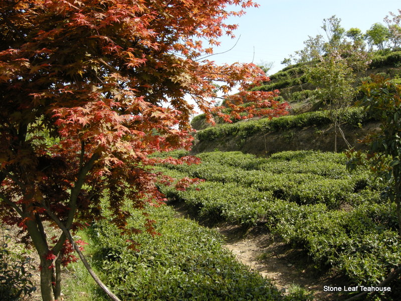 Fuding Bai Mu Dan - Image 2