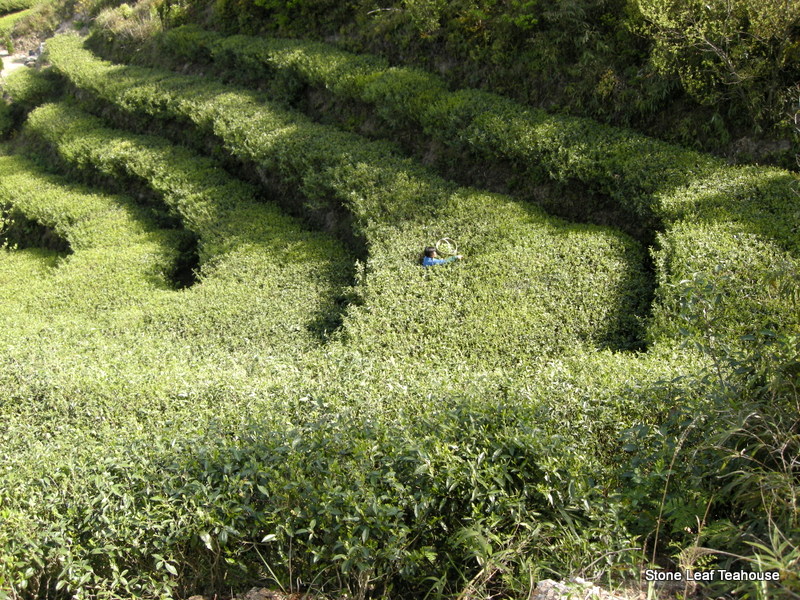 Fuding Bai Mu Dan - Image 4