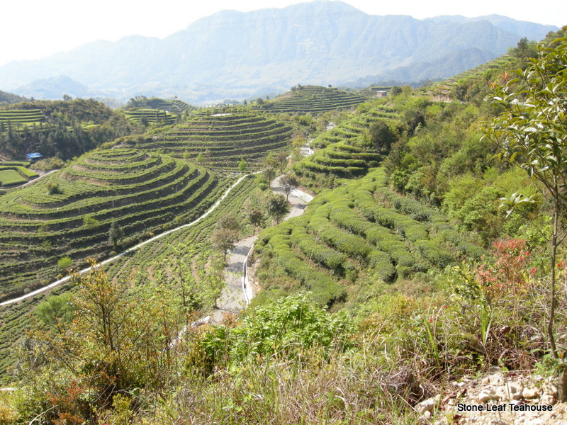 Fuding Bai Mu Dan - Image 5