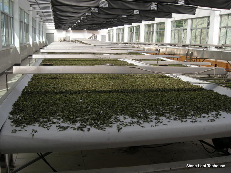 Fuding Bai Mu Dan - Image 6