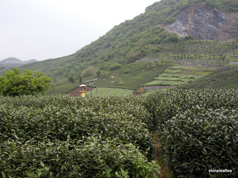 Org Tian Mu Qing Ding - Image 6