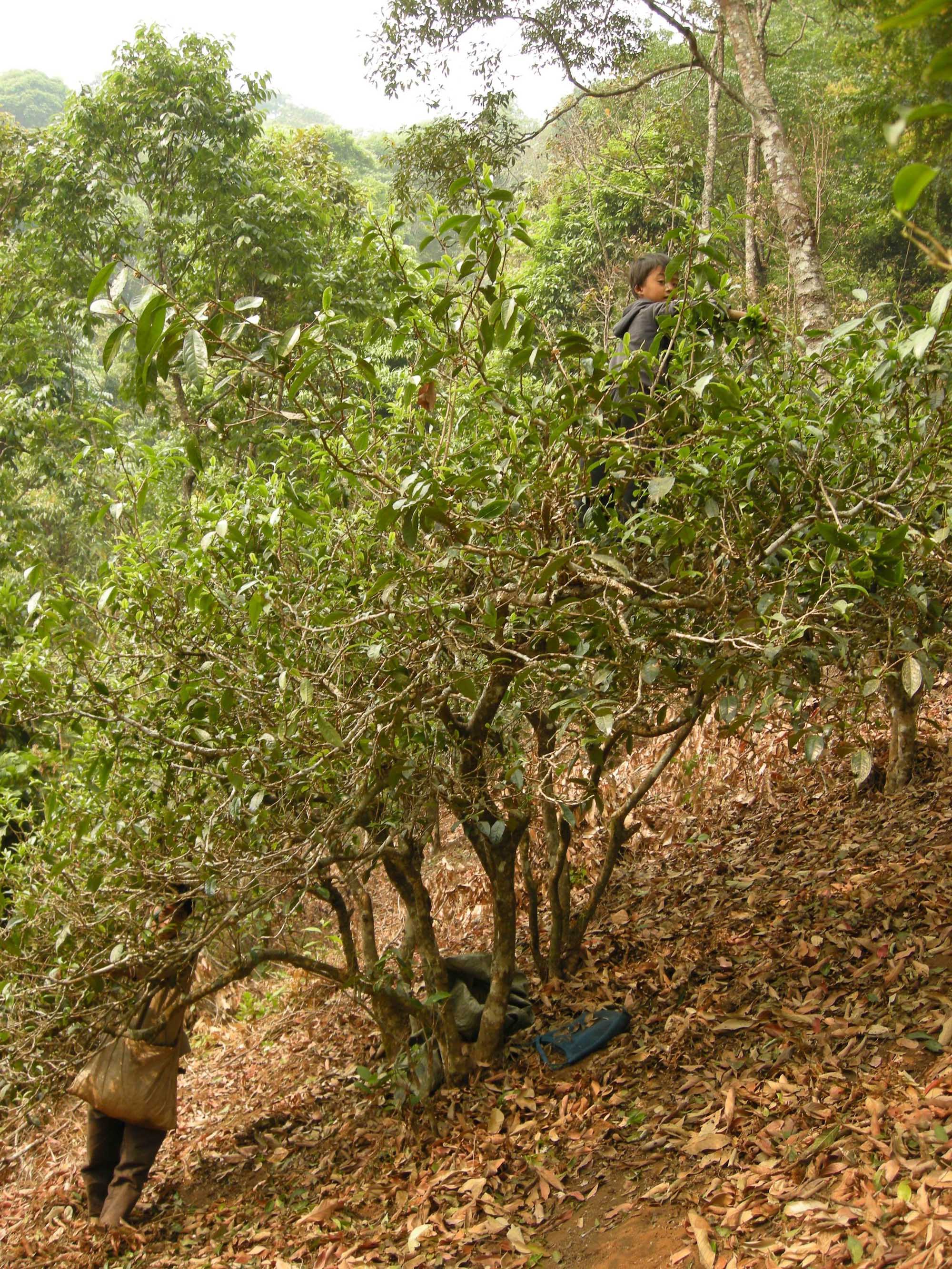 Puer First Harvest