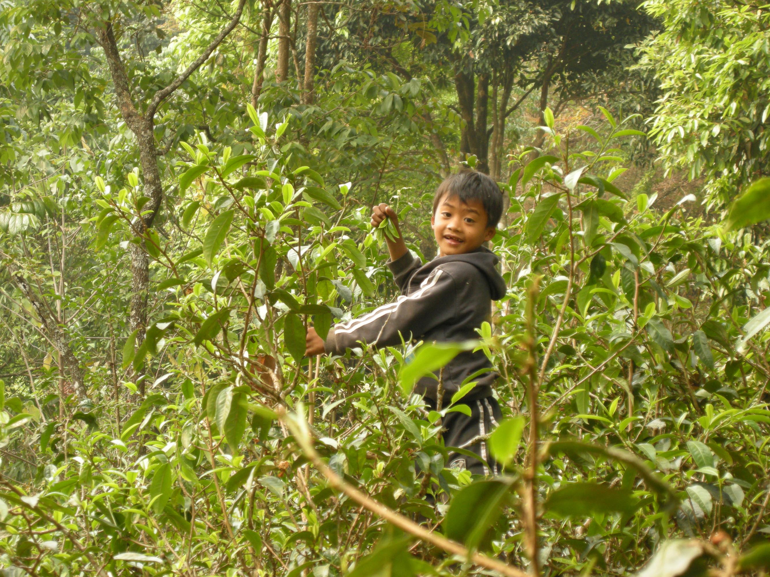 Ancient Tree, Young Harvest