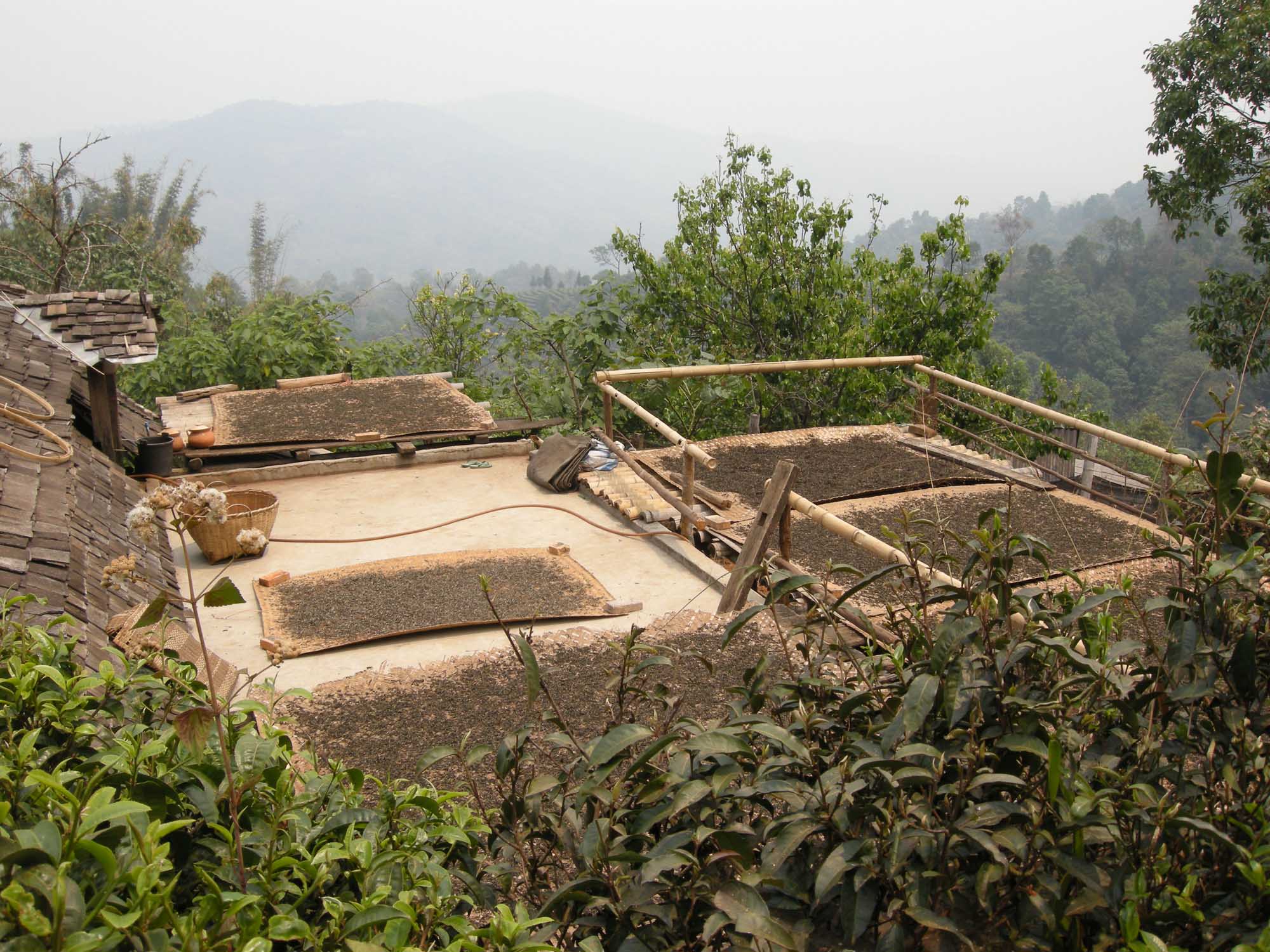 Tea drying