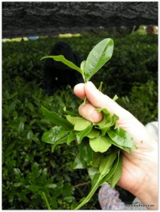 Gyokuro Harvesting Tea Tip