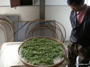 ChinaSpring2015-OrganicGreenTeaFactoryWithering