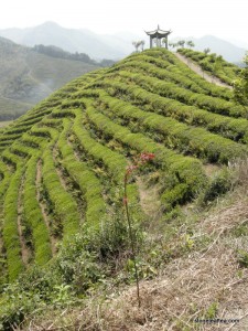 ChinaSpring2015-OrganicGreenTeaGarden1