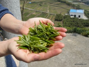 ChinaSpring2015 Fresh Green